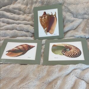 Framed Nautical Shell Illustrations (set of 3)- Sage Green